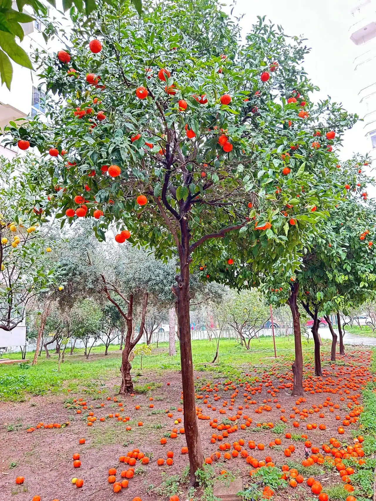 Antalya’nın Simgesi Turunçlar Dallardan Yere Düştü! 4